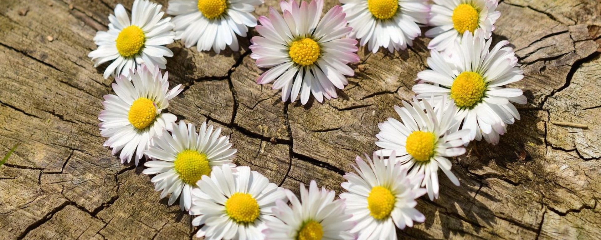 Ein Herz aus Gänseblümchen auf einer Baumscheibe