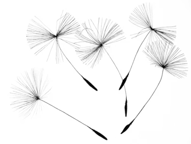 Grafik: Pusteblumen