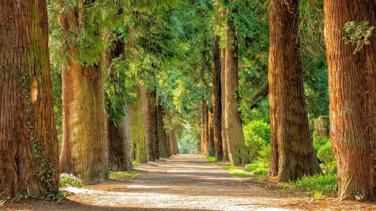 Waldweg