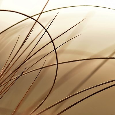braune Grashalme im Gegenlicht